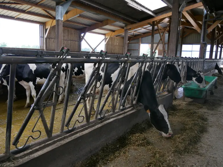 bâtiment vaches laitières, logettes