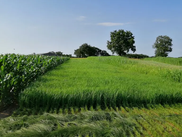 Culture de teff grass à la ferme expérimentale des Bordes (36)