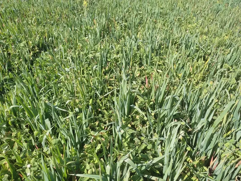 méteil avec triticale
