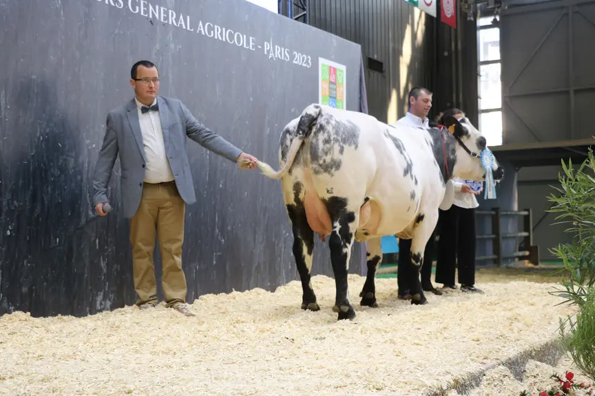 Concours vache bleue du nord