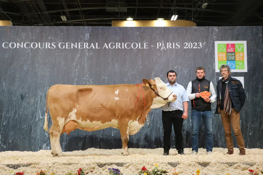 concours vache simmental