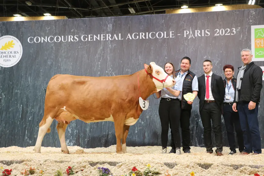 concours vache simmental