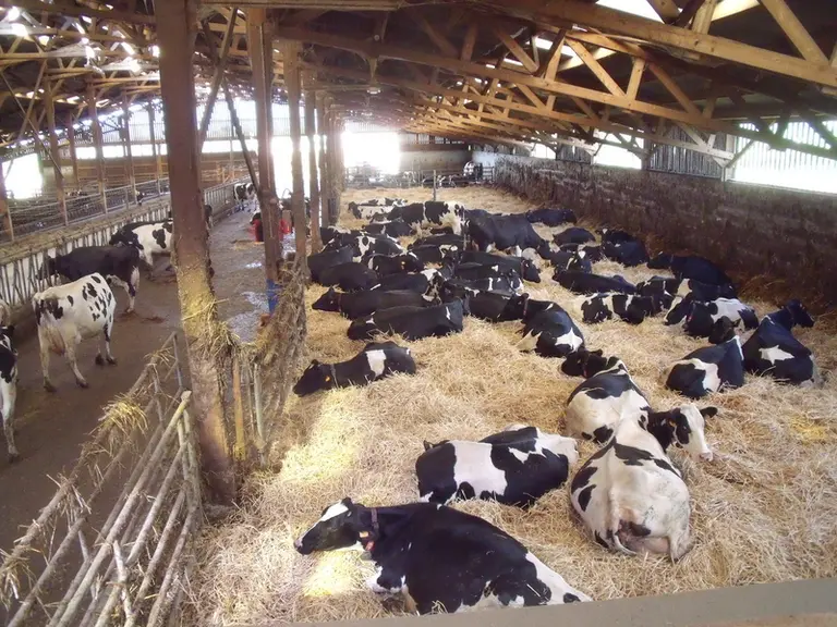 vaches prim'Hosltein sur aire paillée