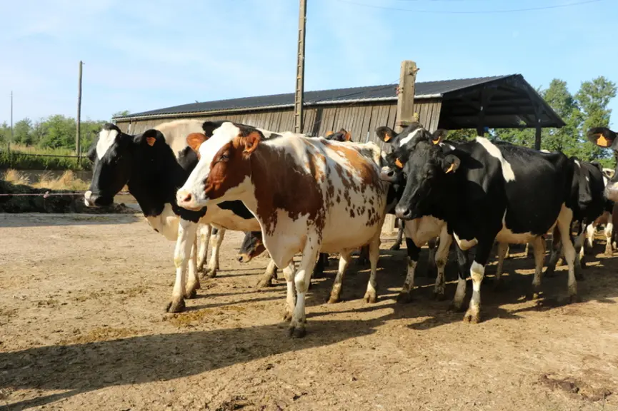 Les quatre races du troupeau (prim’Holstein, rouge norvégienne, jersiaise et brune) ont été choisies pour leur rusticité, leurs aptitudes au pâturage