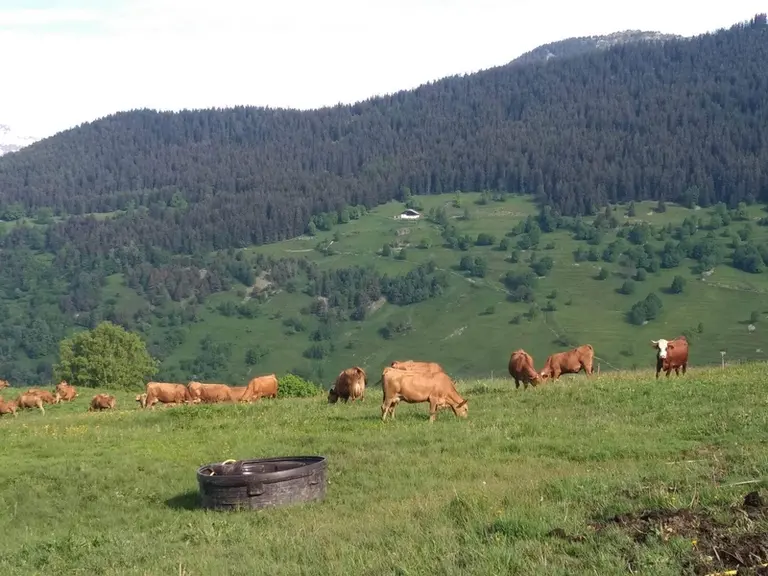 Vaches tarines en alpage