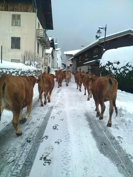 Vaches tarines