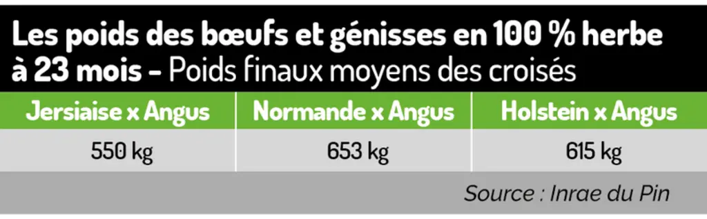 Des bovins laitiers croisés Angus bien engraissés en 100 % herbe