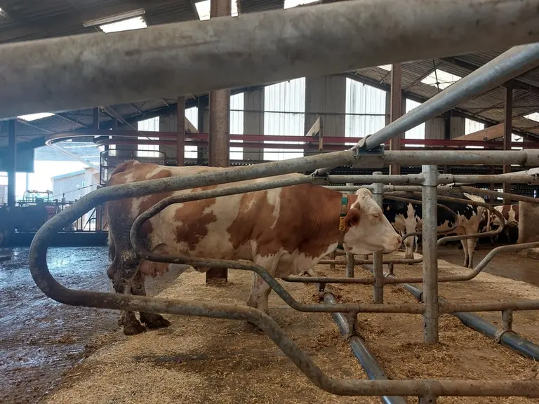 vache Simmental debout dans une logette