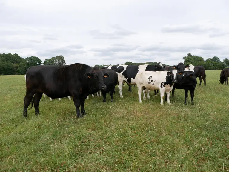 jeunes bovins croisés primholstein avec angus ou parthenais ou blanc bleu et abbatus à 30 mois