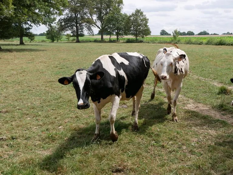prairie avec prim'Holstein traites avec un robot 