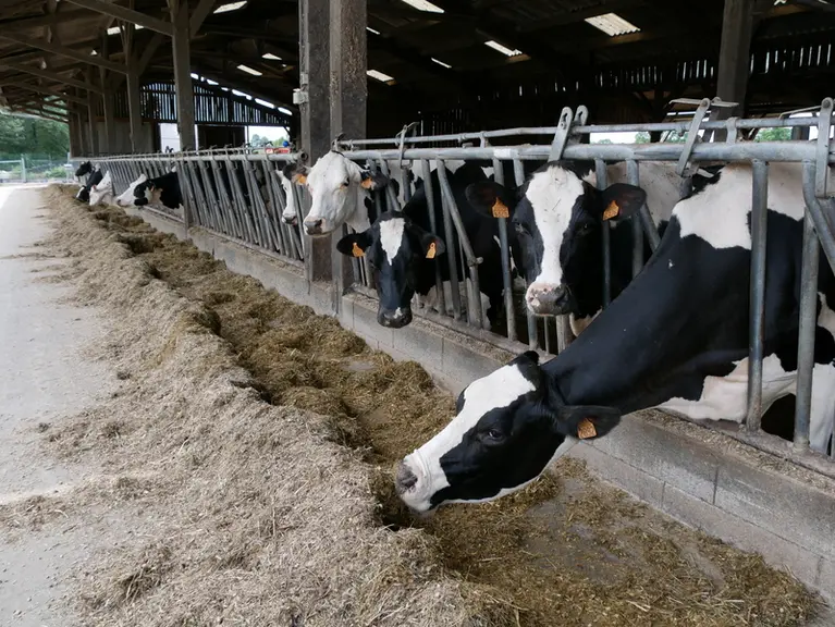 prim'holstein consommant de l'ensilage de maïs