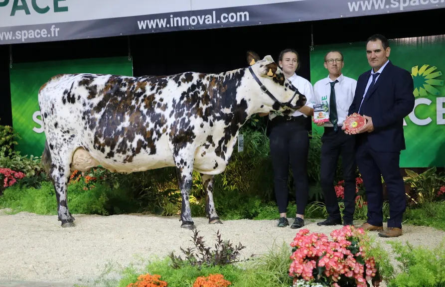 Vache laitière, race normande