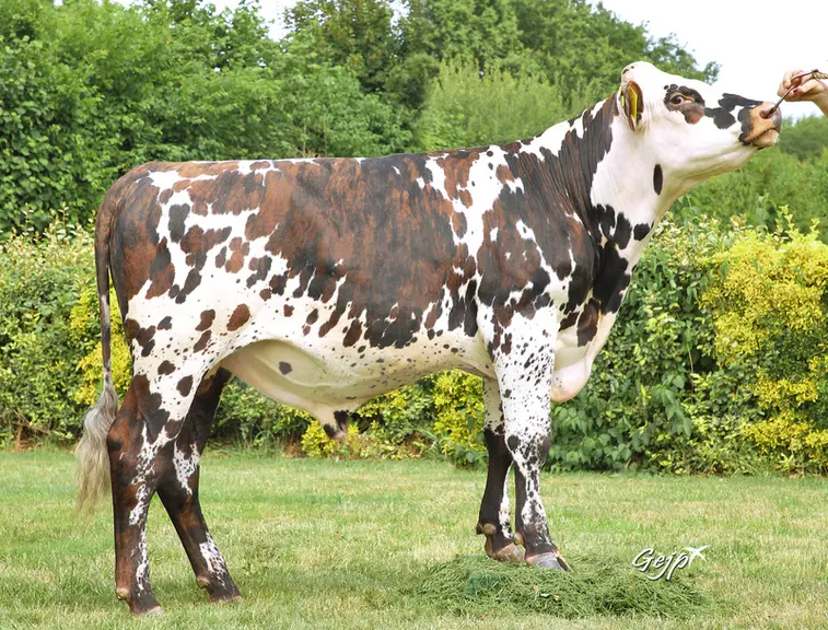 taureau normand porteur du gène sans cornes, sélection