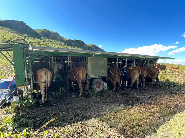 traite des vaches avec remorque mobile en alpage
