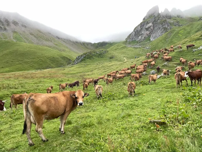 le troupeau de Tarentaises en alpage