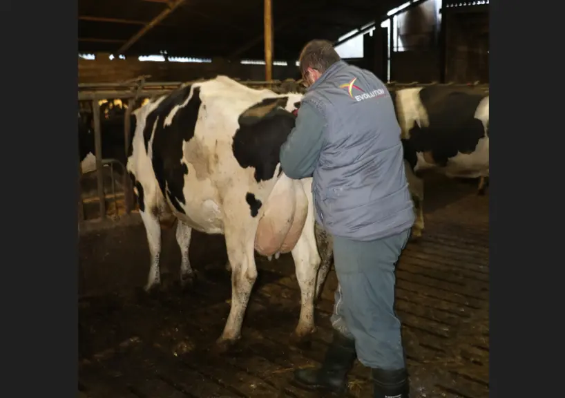inséminateur en action