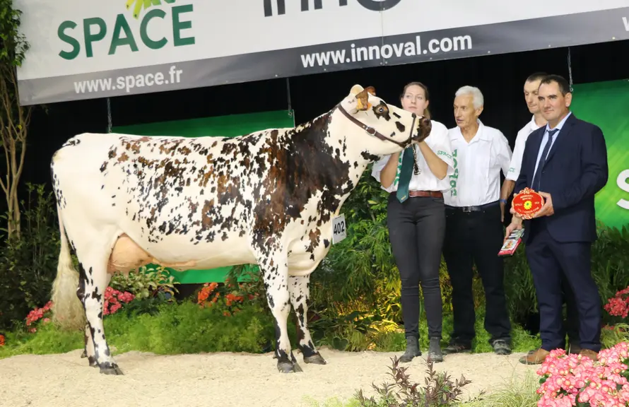 Vache laitière, race normande