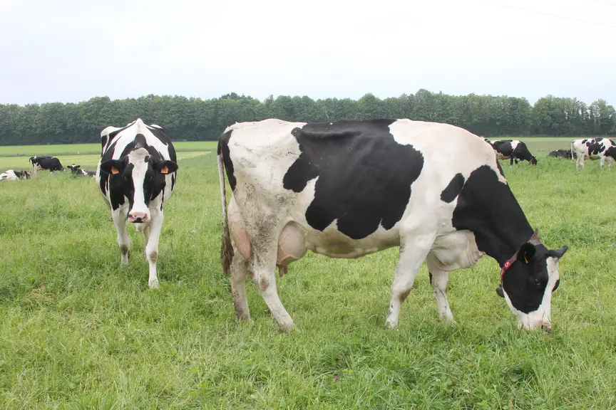vache laitière qui broute de l'herbe