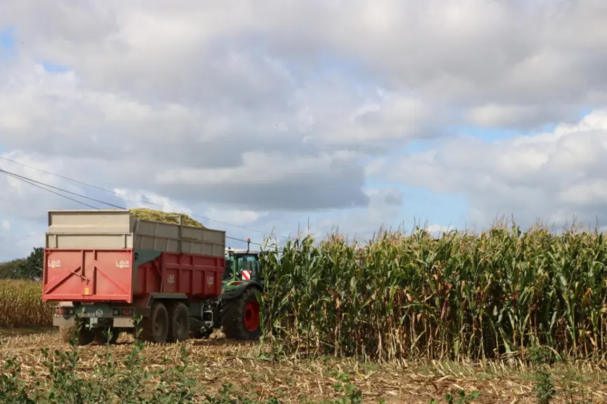 chantier d'ensilage de maïs