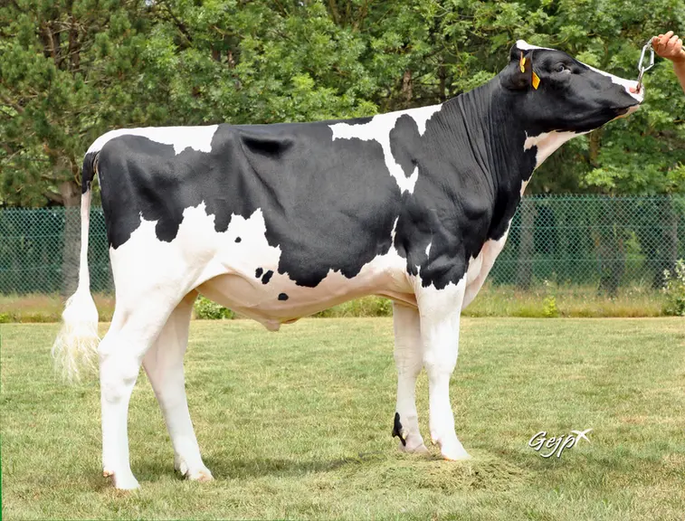 taureau holstein du catalogue innoval/synetics, double porteur du gène sans cornes