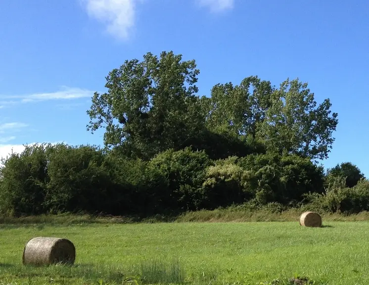 Balles de foin dans un pré sous un ciel bleu