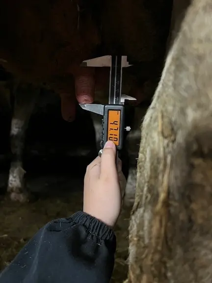 mesure des trayons grâce au pied à coulisses électronique