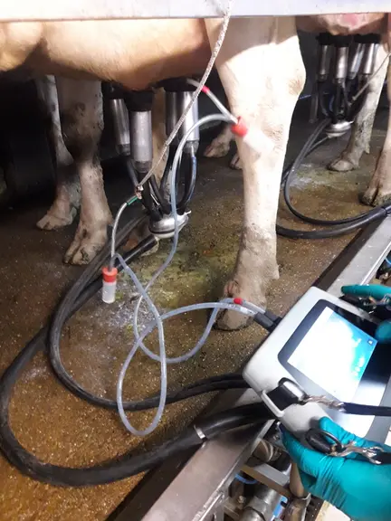 gros plan sur une mamelle lors d'un test dynamique de traite