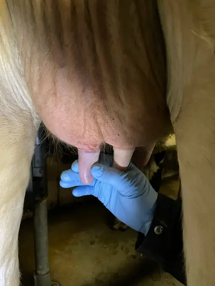 Traite : Quand les tests traquent les anomalies au plus près du trayon