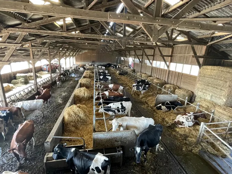 stabulation pour vaches laitières