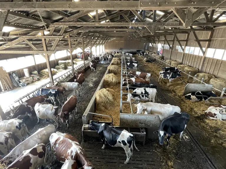 stabulation pour vaches laitières en logettes