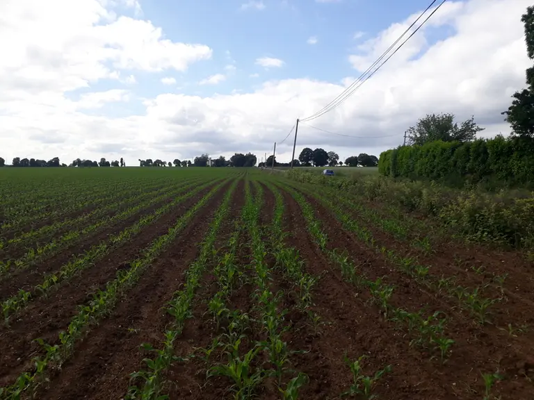 Des lignes droites de semis facilitent le travail de la bineuse. Agrobio 35 exhorte à éviter de suivre les haies.