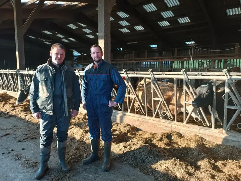 Gaec Joulandré (50) devant les cornadis des vaches laitières croisées