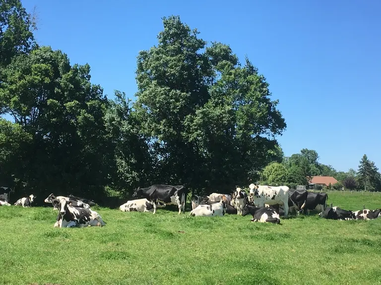 vaches au pâturage à l'abri d'une haie dans l'Ain.