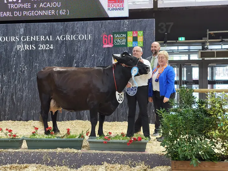 Nymphe, meilleure mamelle adulte 