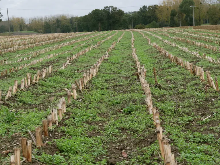 Cette parcelle a été désherbée avec deux passages de houe rotative espacés de quatre jours puis un passage de bineuse trois semaines plus tard. Le rendement a été ...