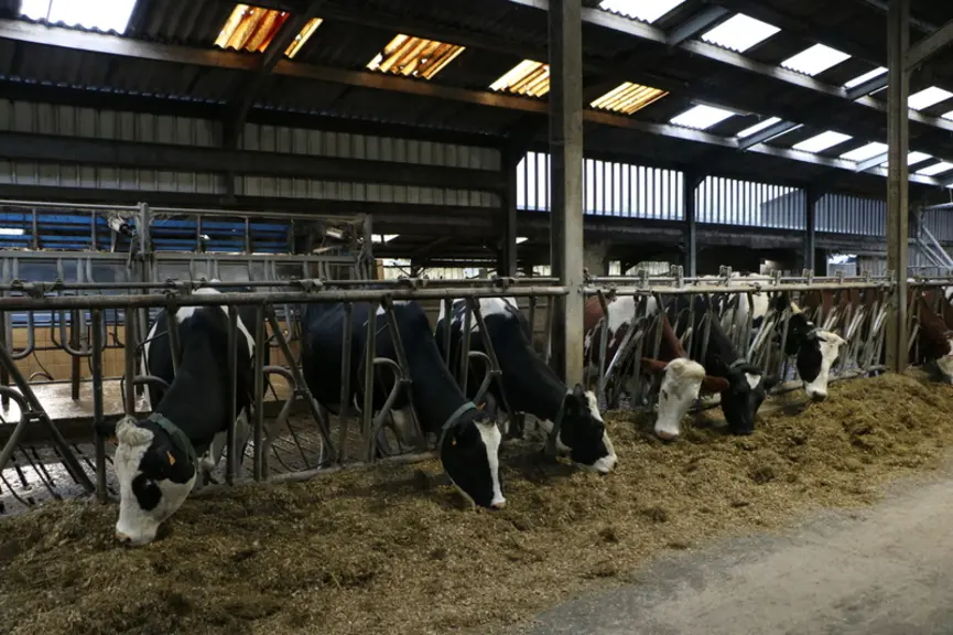vaches laitières à l'auge