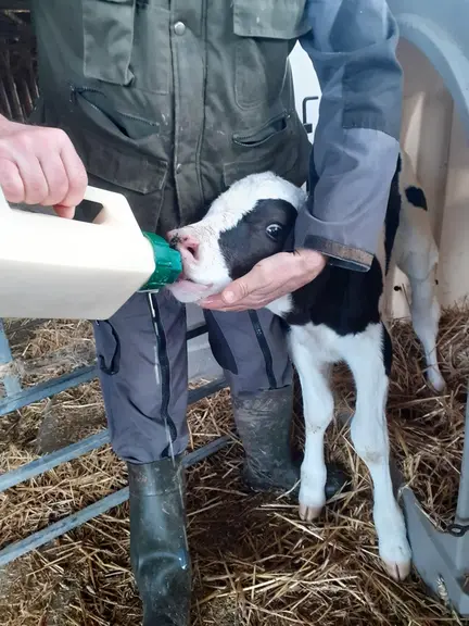 Éleveur en train de donner le lait au veau dans un biberon