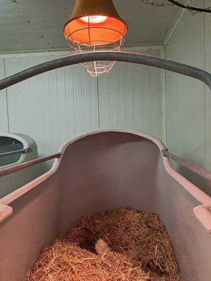 veau sous la paille naissance pouponnière
