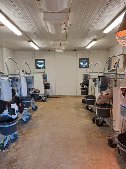 nurserie pouponnière élevage des veaux