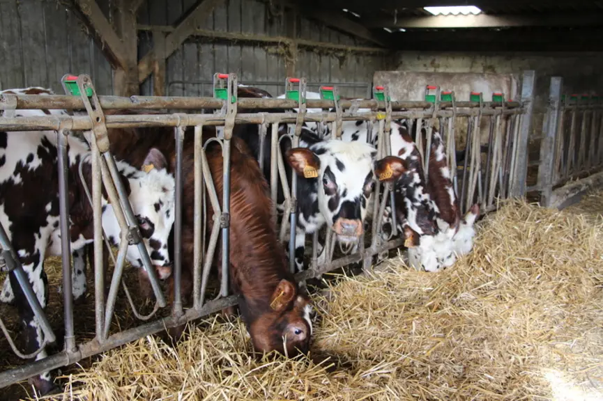 L’hiver, après le sevrage, l’éleveur introduit progressivement du maïs ensilage dans la ration des génisses.