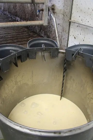 Le lait yogourt est préparé chaque jour pour le lendemain. Dès le deuxième jour, l’éleveur apprend aux petites génisses à le boire dans un seau à tétine individuel.