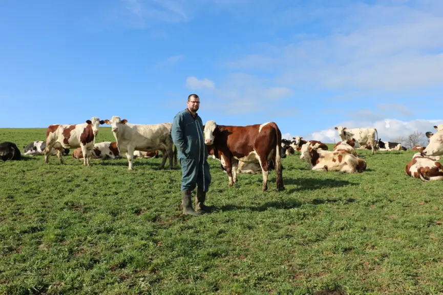 Sylvain Tola, éleveur dans la Loire, et ses vaches montbéliardes au pâturage en mars