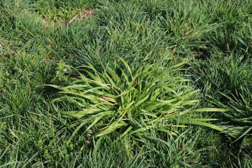 brome dans une prairie de pâturage, en mars