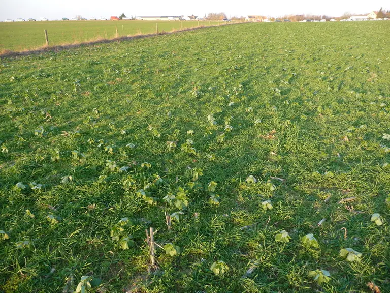 Après maïs, il est conseillé de semer dense (15 kg/ha de ray-grass pur, 13 kg/ha de ray-grass + 5 à 13 kg/ha de trèfle, 13 kg/ha de ray-grass + 8 à 10