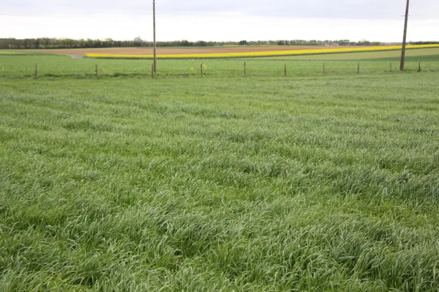 Le ray-grass italien est souvent utilisé, seul ou en association avec du trèfle incarnat.