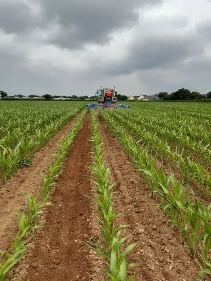 Le semis sous couvert peut se faire lors d’un binage.