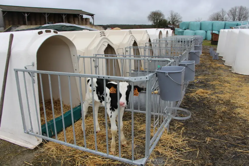 Veau en case individuelle