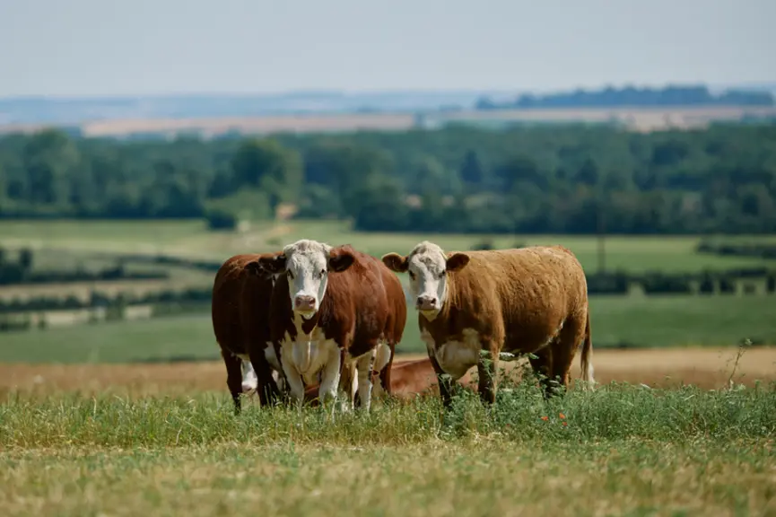 des bœufs issus d'un croisement montbéliarde et hereford
