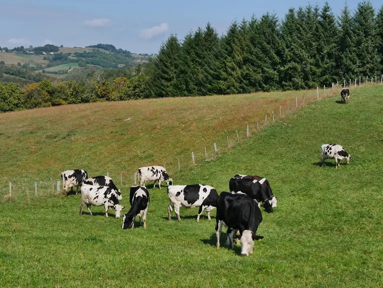vaches au pâturage