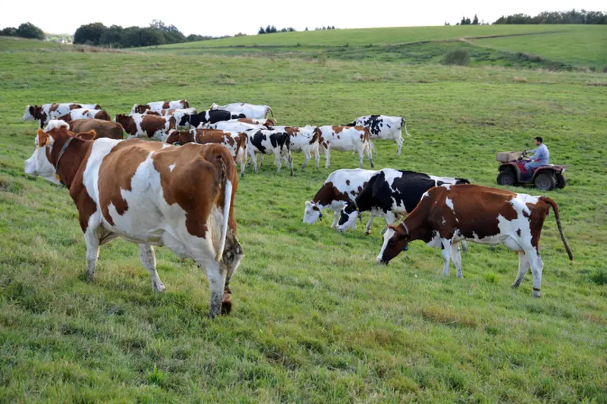vache au pré avec un quad